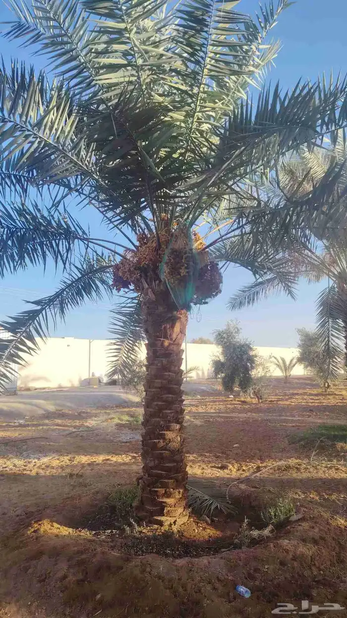 يوجد لديناء جميع انواع الشجار الزيتون المثمر 4