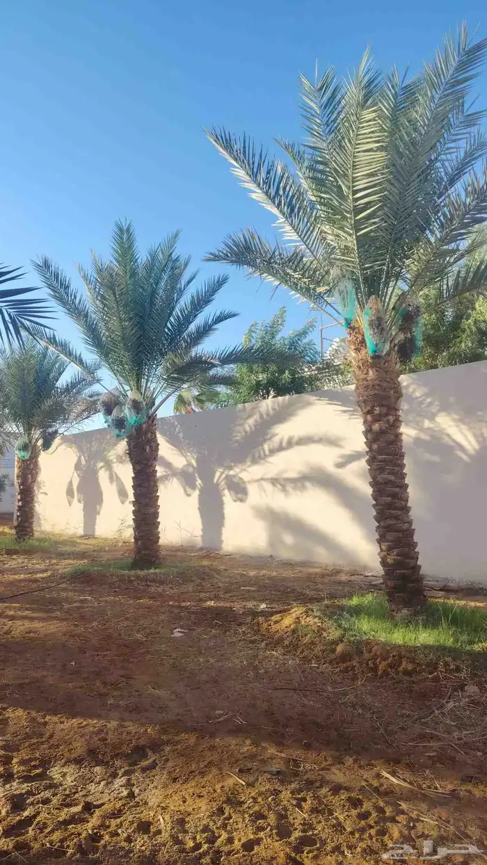 يوجد لديناء جميع انواع الشجار الزيتون المثمر 6