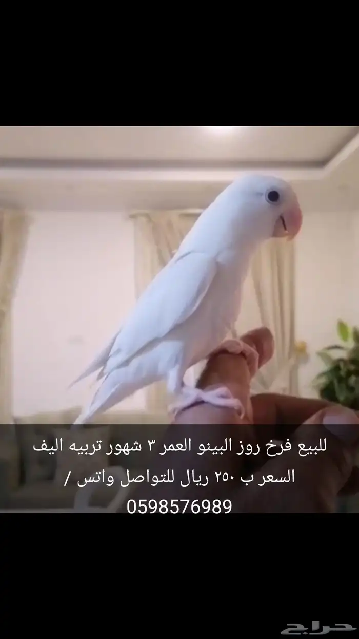 للبيع طقطق حبتين 3