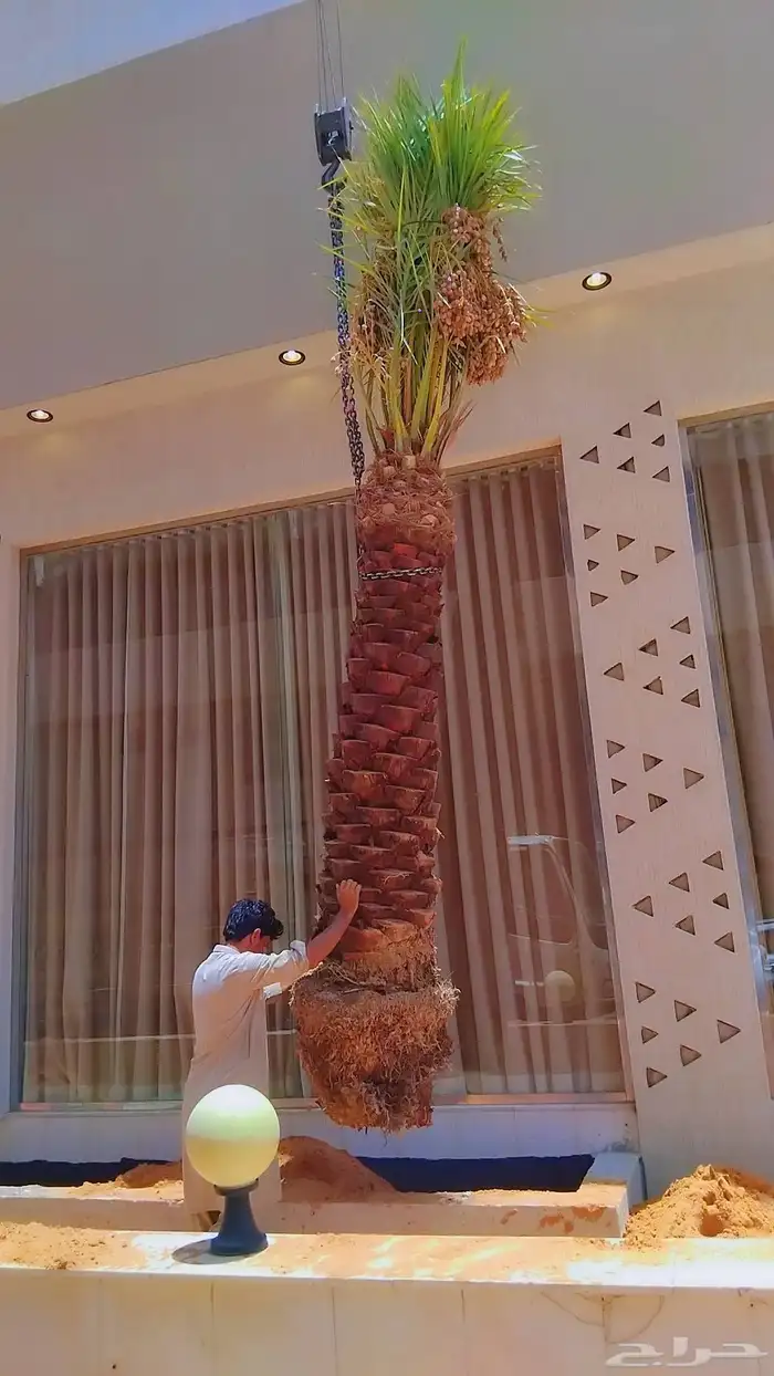 نخل للبيع مثمر خلاص سكري صقعي مجدول صفري خشرم منيفي شيشي 5