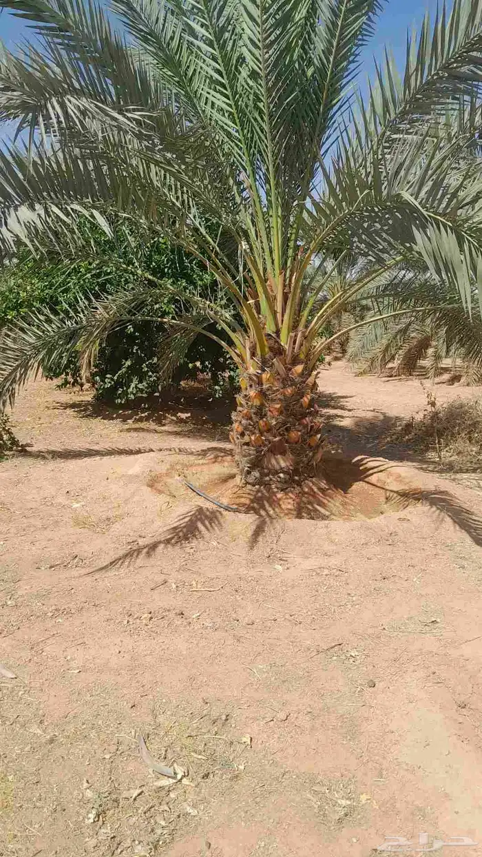 برحي طيب 0
