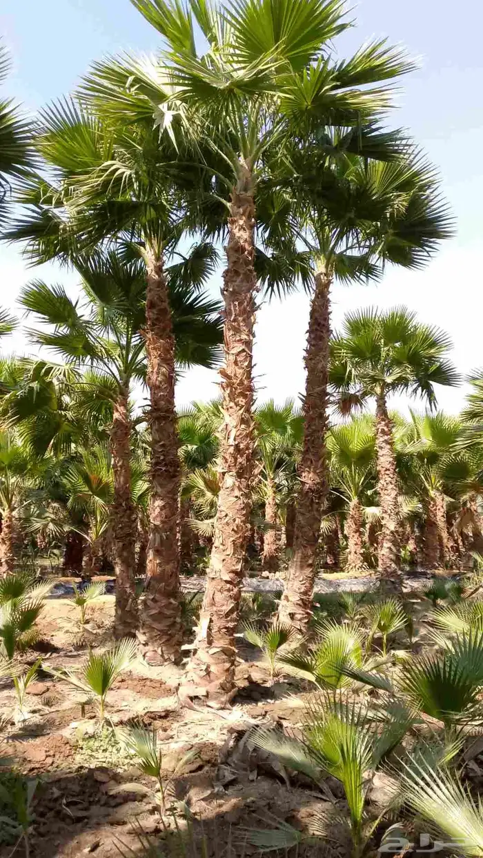 نخل واشنطن زينه 1