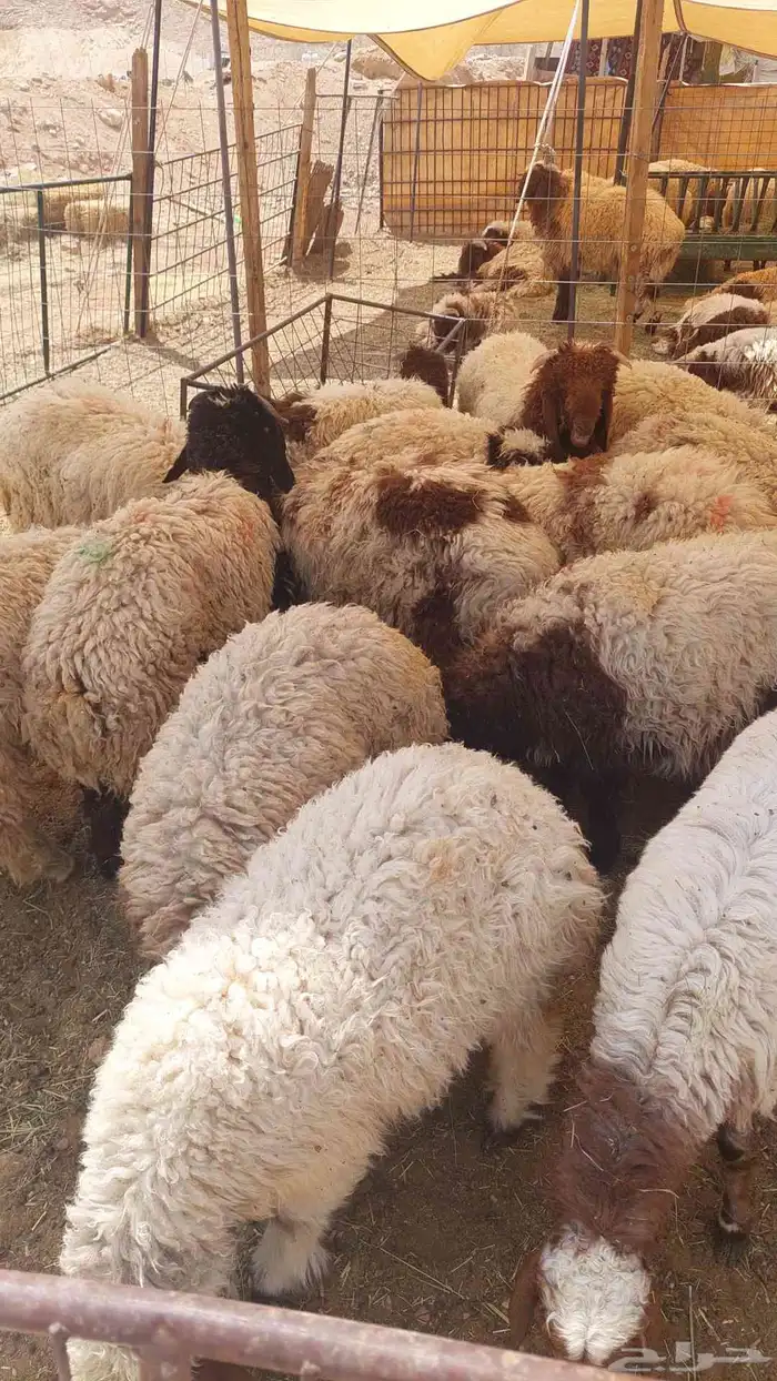 غنم نعيمي بلدي وحريات جميع الاحجام 2