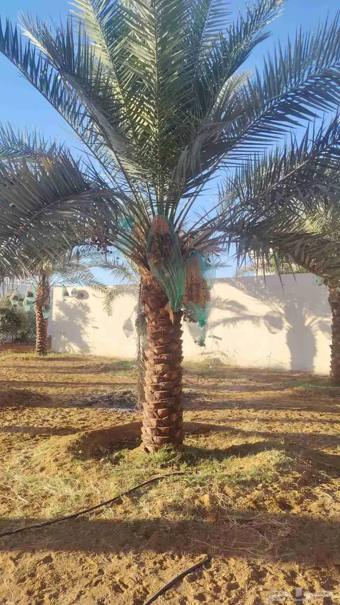 يوجد لديناء جميع انواع الشجار الزيتون المثمر 3