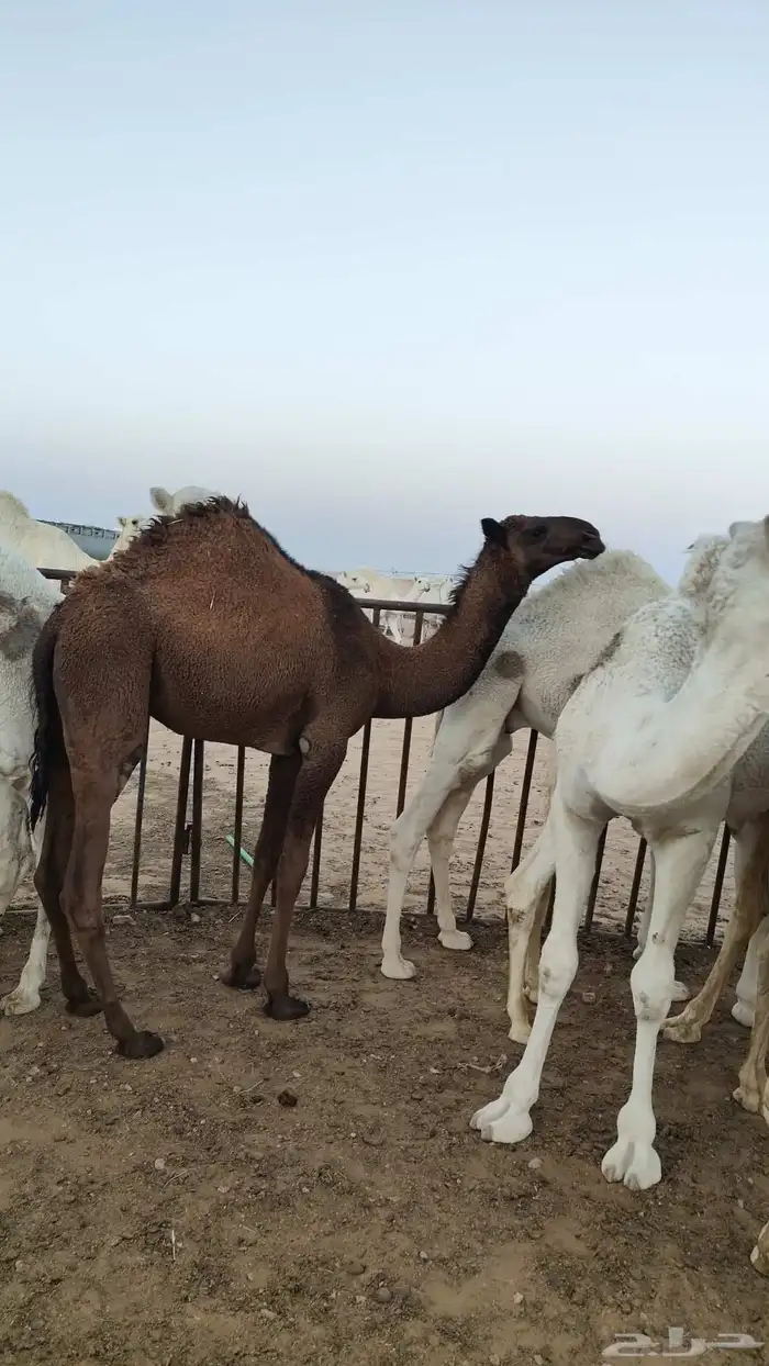 للبيع عشراء الصفراء الطيبه 1