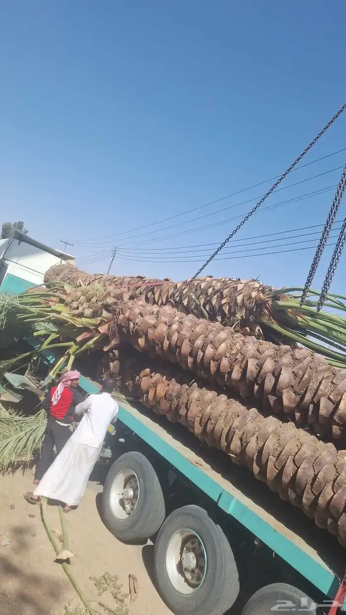 نخل للبيع بجميع أنواعه ومقاسات 3