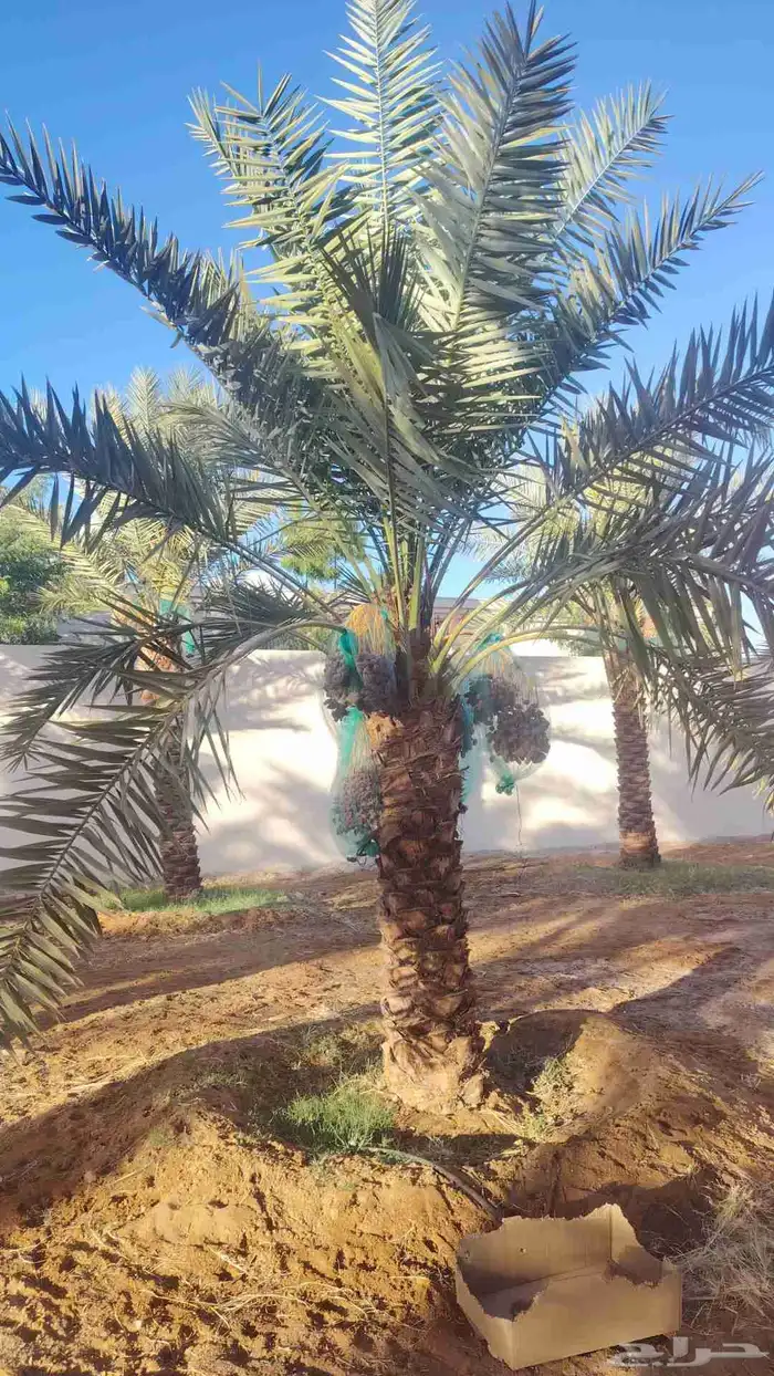يوجد لديناء جميع انواع الشجار الزيتون المثمر 5