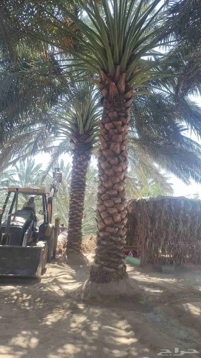 نخل للبيع بجميع أنواعه ومقاسات 6