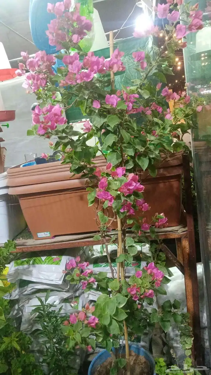 مشتل زراعي 6