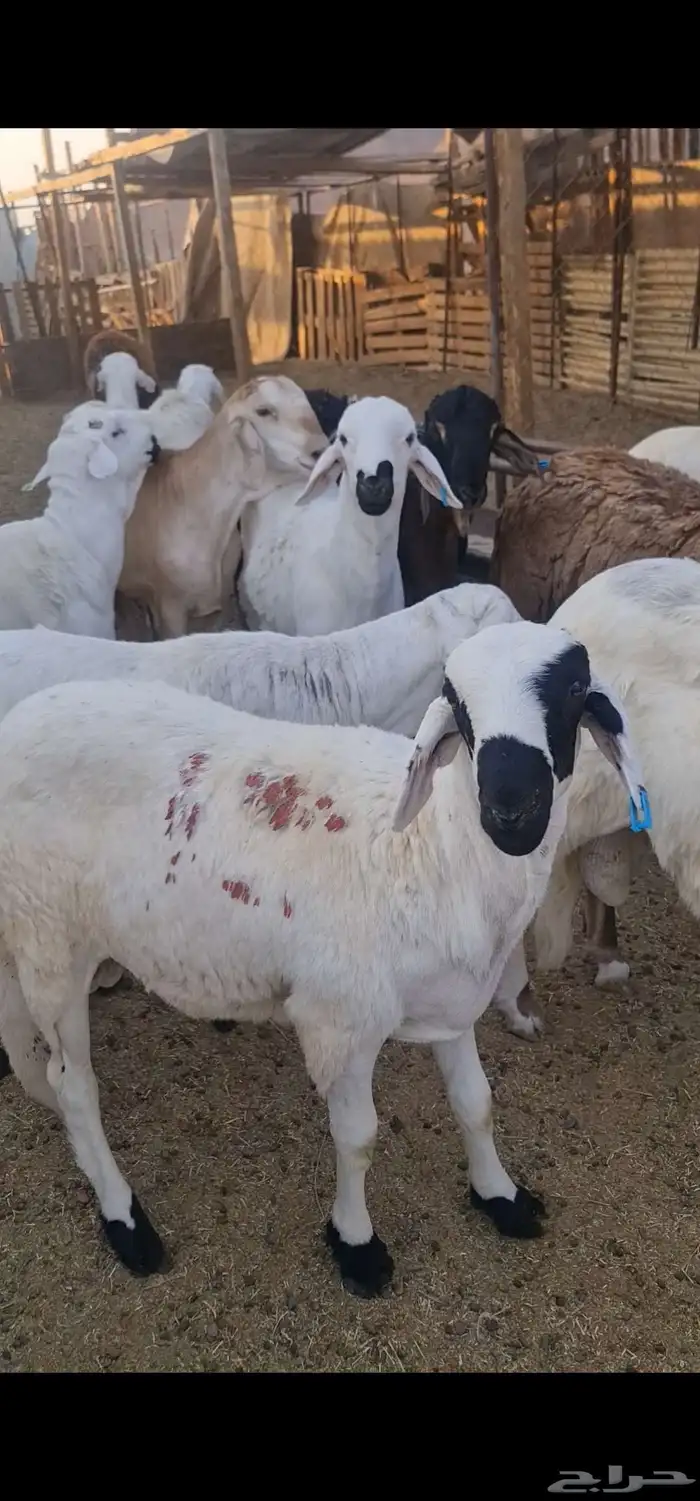 سواكن مرابي جذعان وثنيان 1