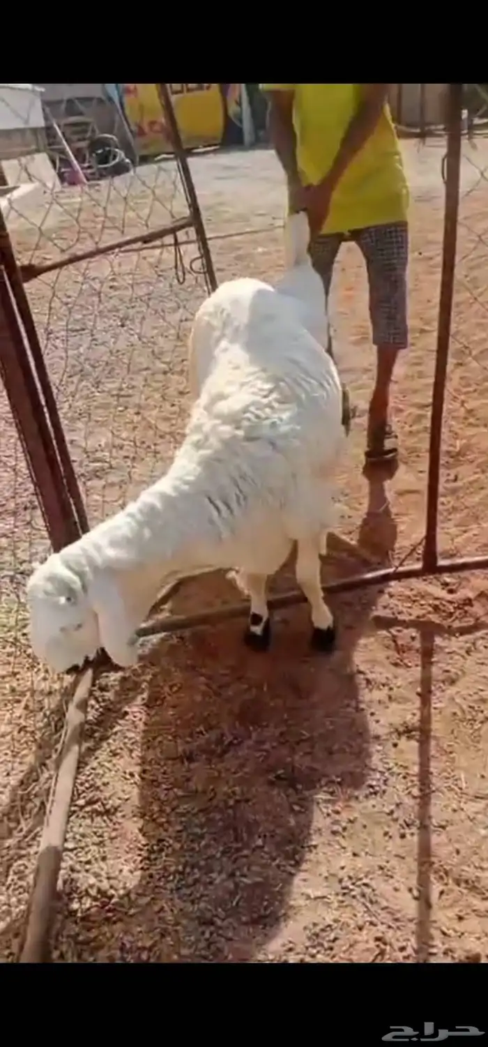 سواكن مرابي جذعان وثنيان 2