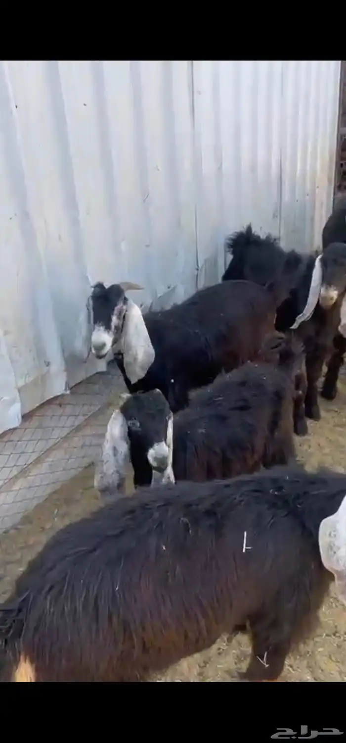 متوفر تيوس بريه 3