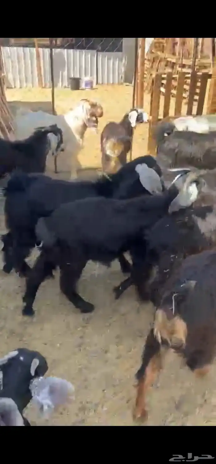 متوفر تيوس بريه 1