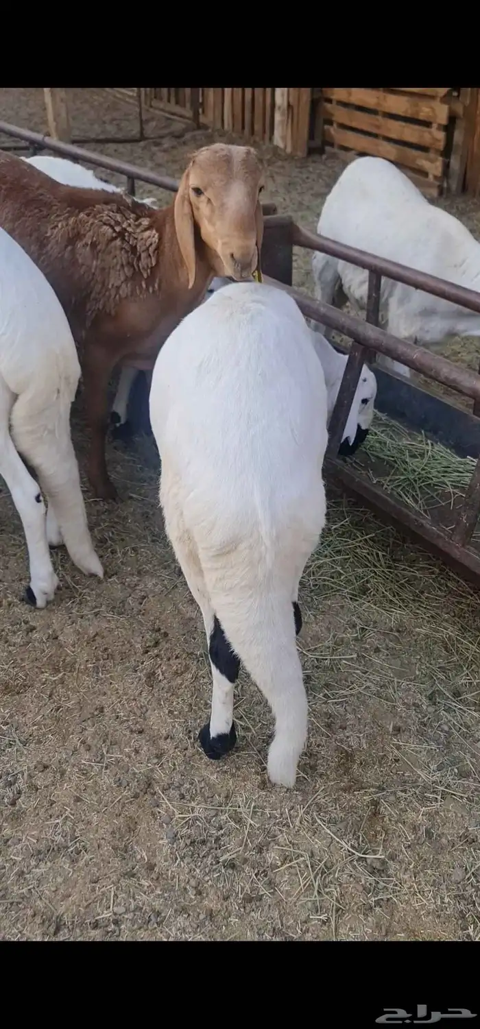 سواكن مرابي 0