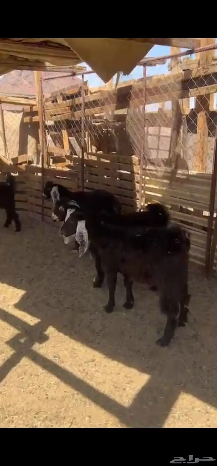 متوفر تيوس بريه 4