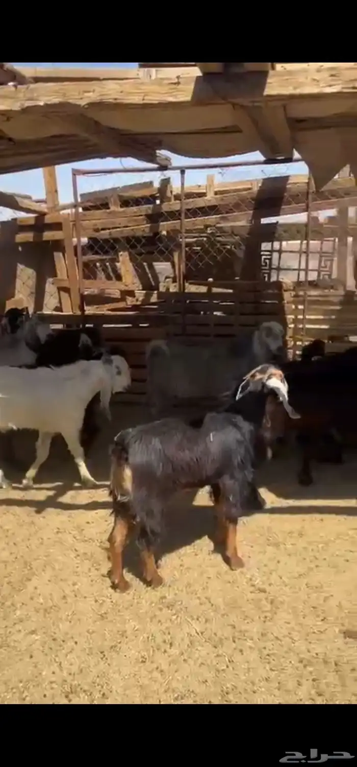 متوفر تيوس بريه 2