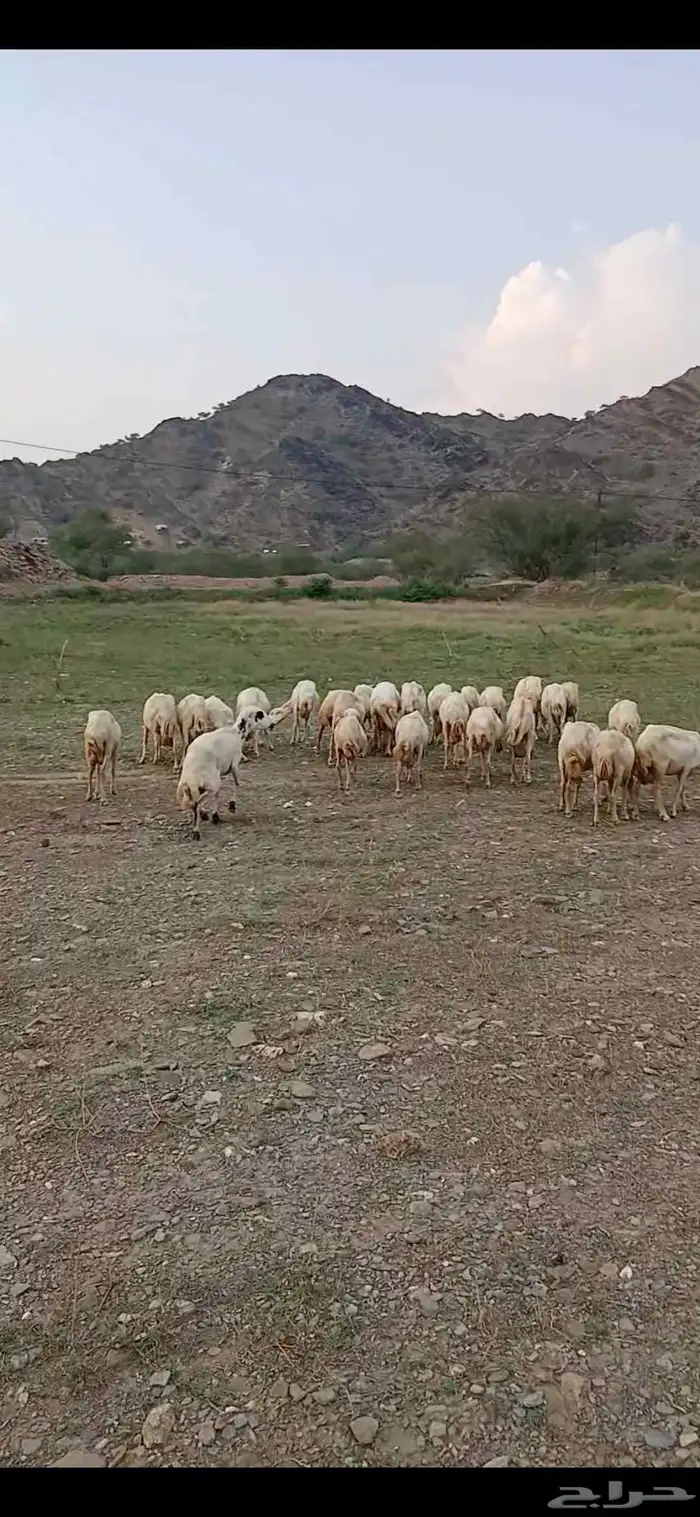 ضان رفيديات للبيع 1