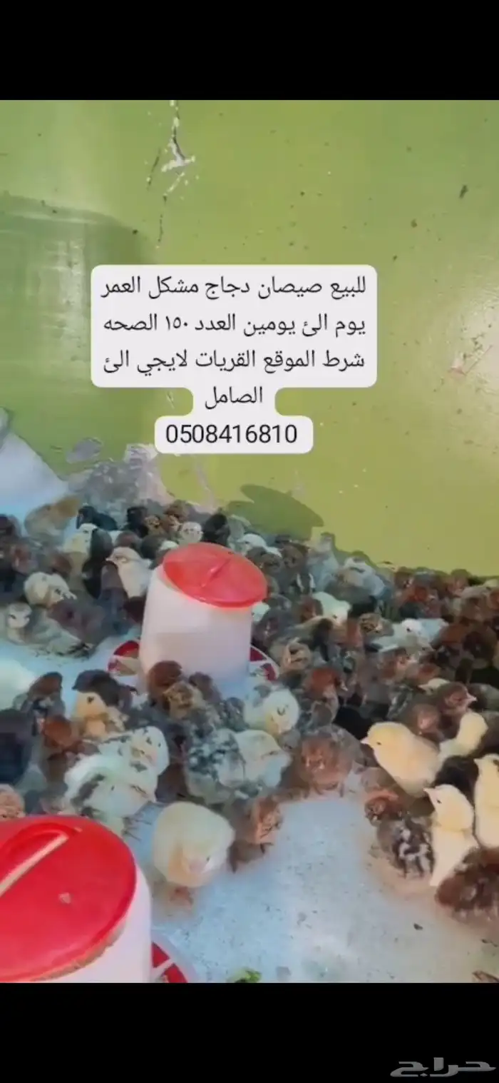 للبيع صيصان دجاج مشكل العمر يوم الئ يومين 0