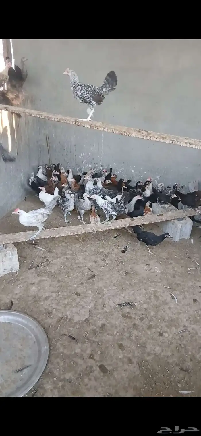 دواجن للبيع 1