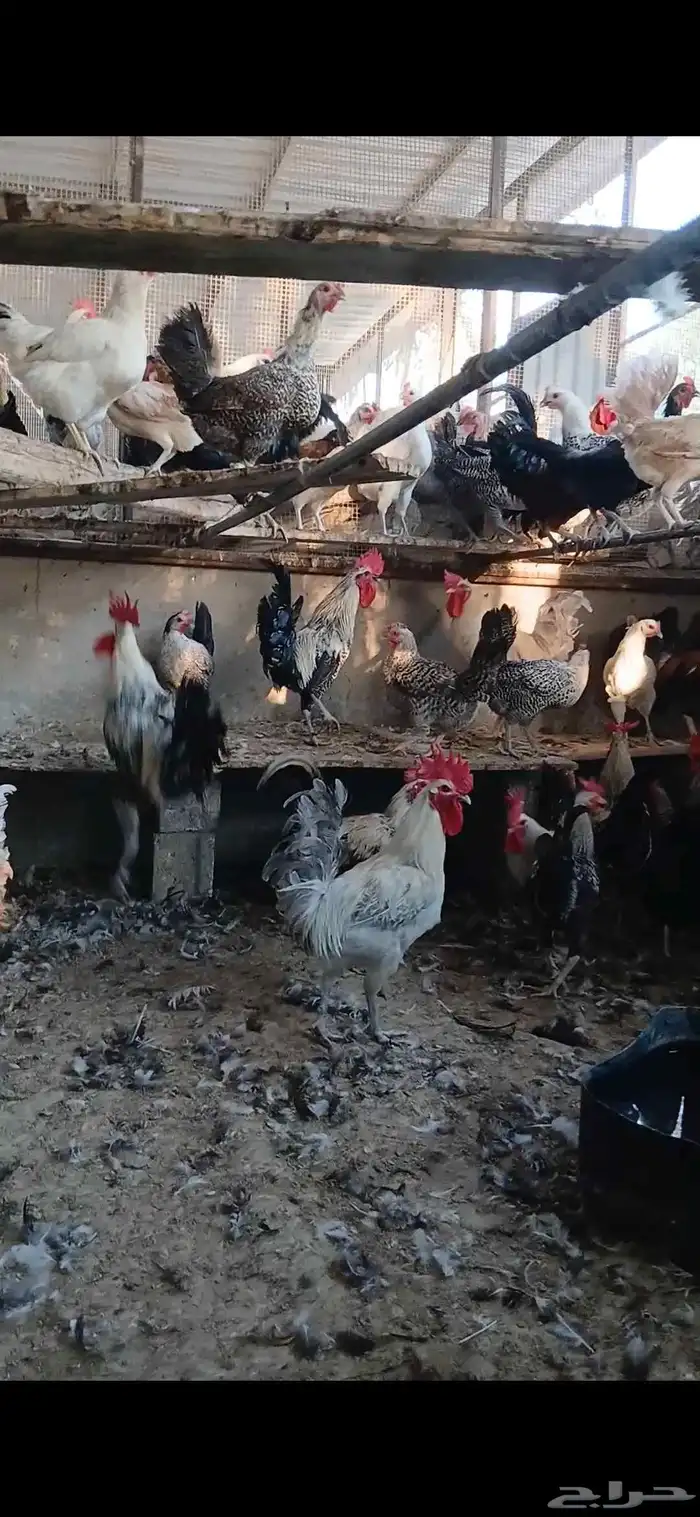 دواجن للبيع 0