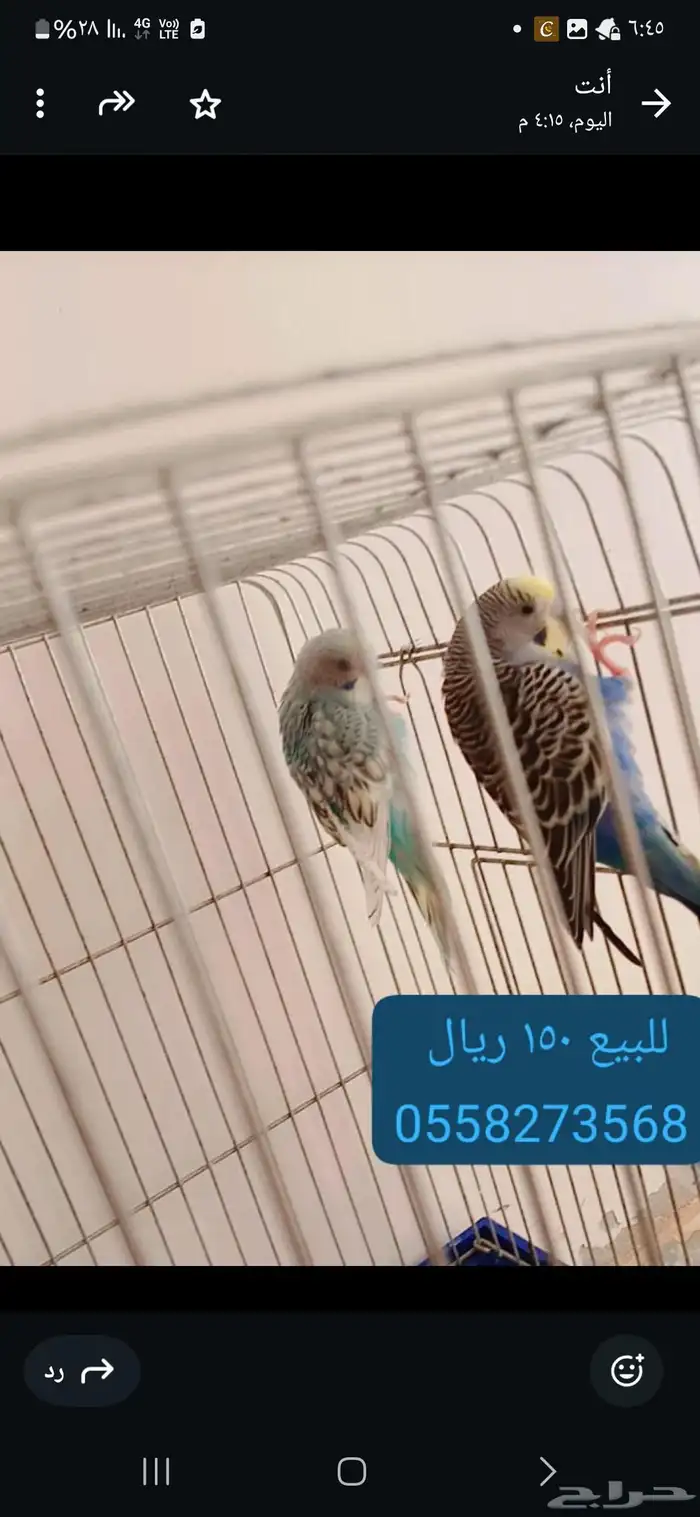 الزلفي 0