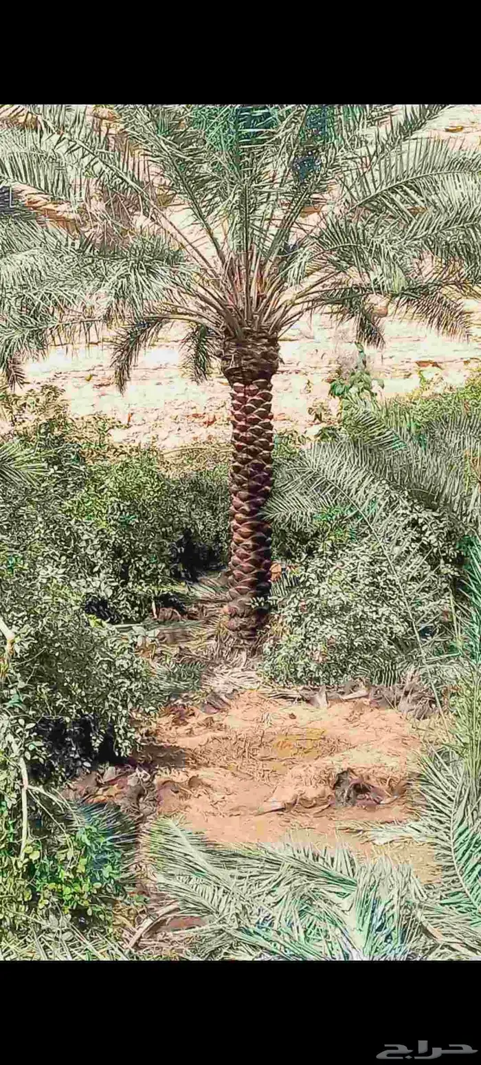 توريد وزراعه نخل واشنطني زينه ونخل عربي بجميع المقاسات 0