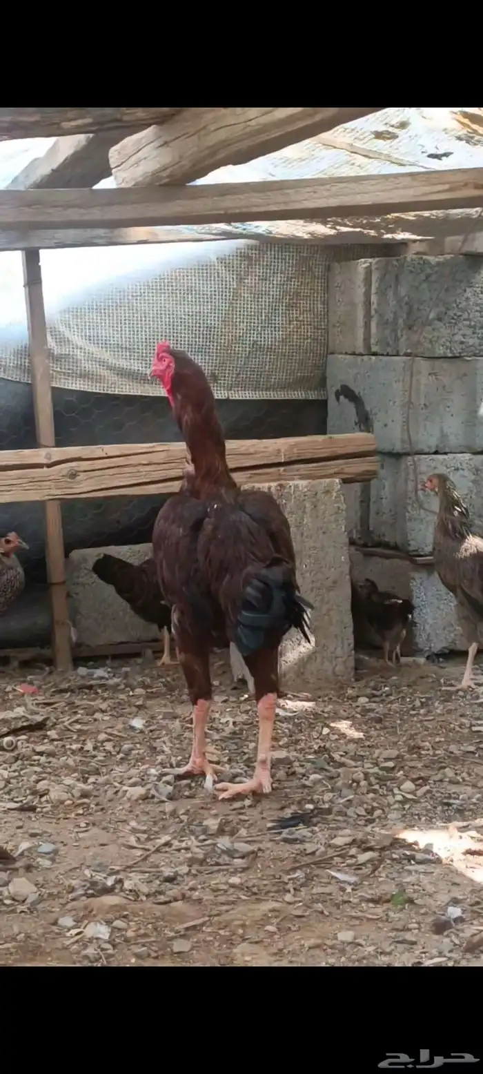 ديك باكستاني 2