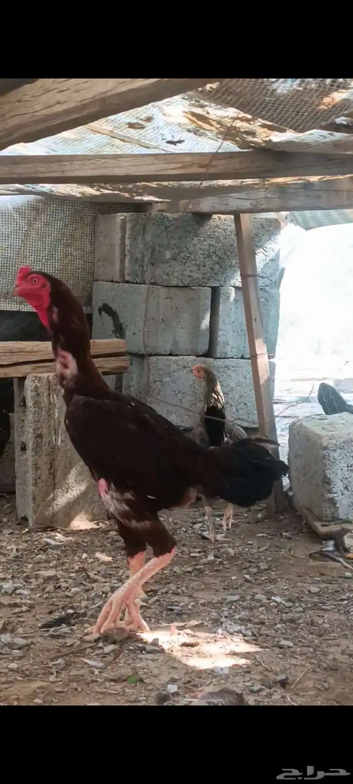 ديك باكستاني 0
