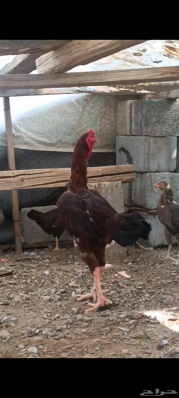 ديك باكستاني 1