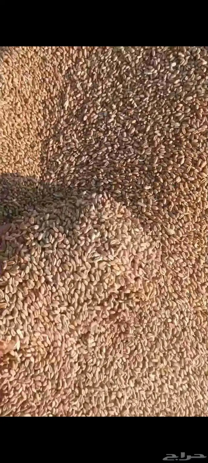 علف قمح بر اسعار منافسه للكميات 0