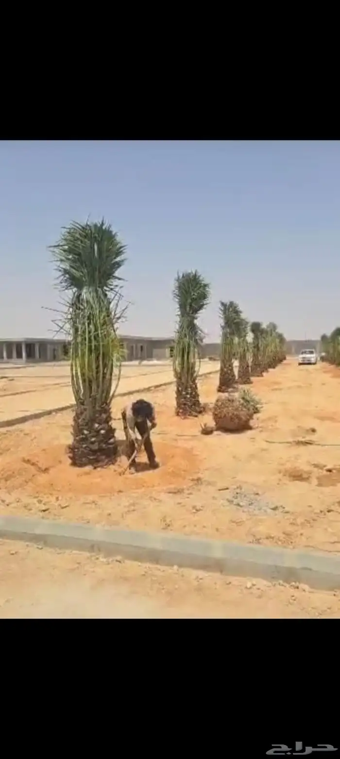 نخيل مثمره للبيع وتوصيل وغرس 9