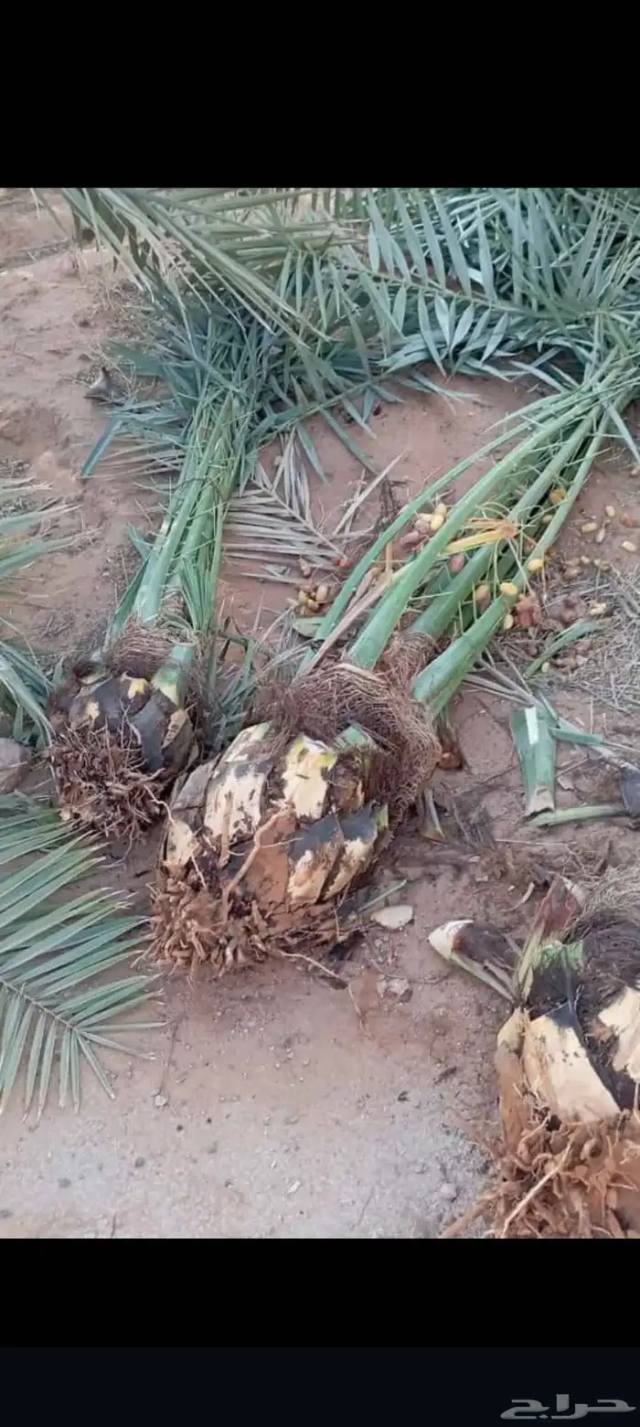 نخيل مثمره للبيع وتوصيل وغرس 1