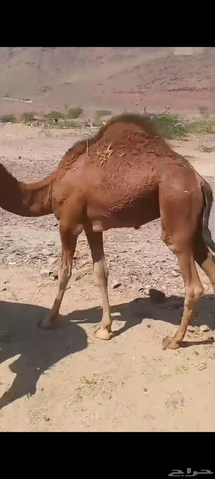 خلفه بكر جذعه تم البيع 1