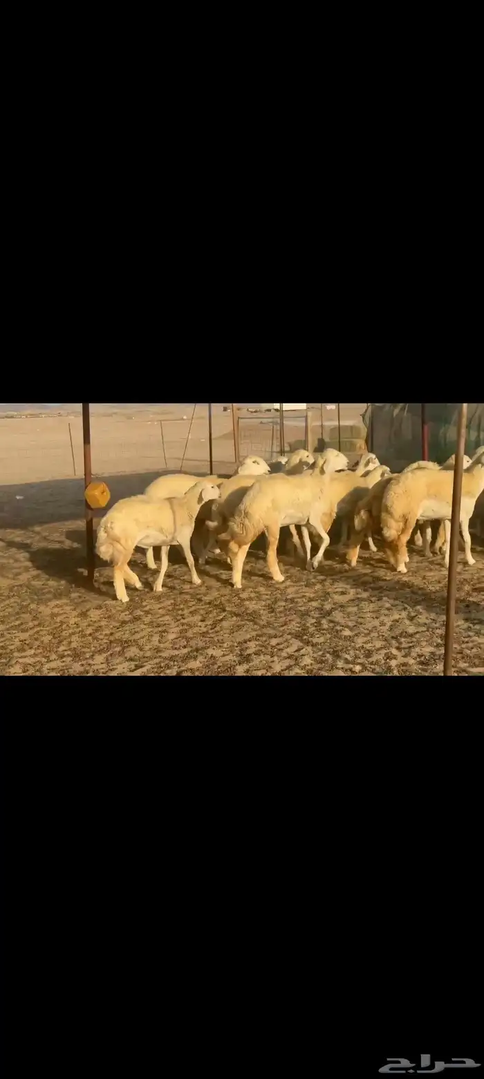 غنم حريات رخال جدعات 2