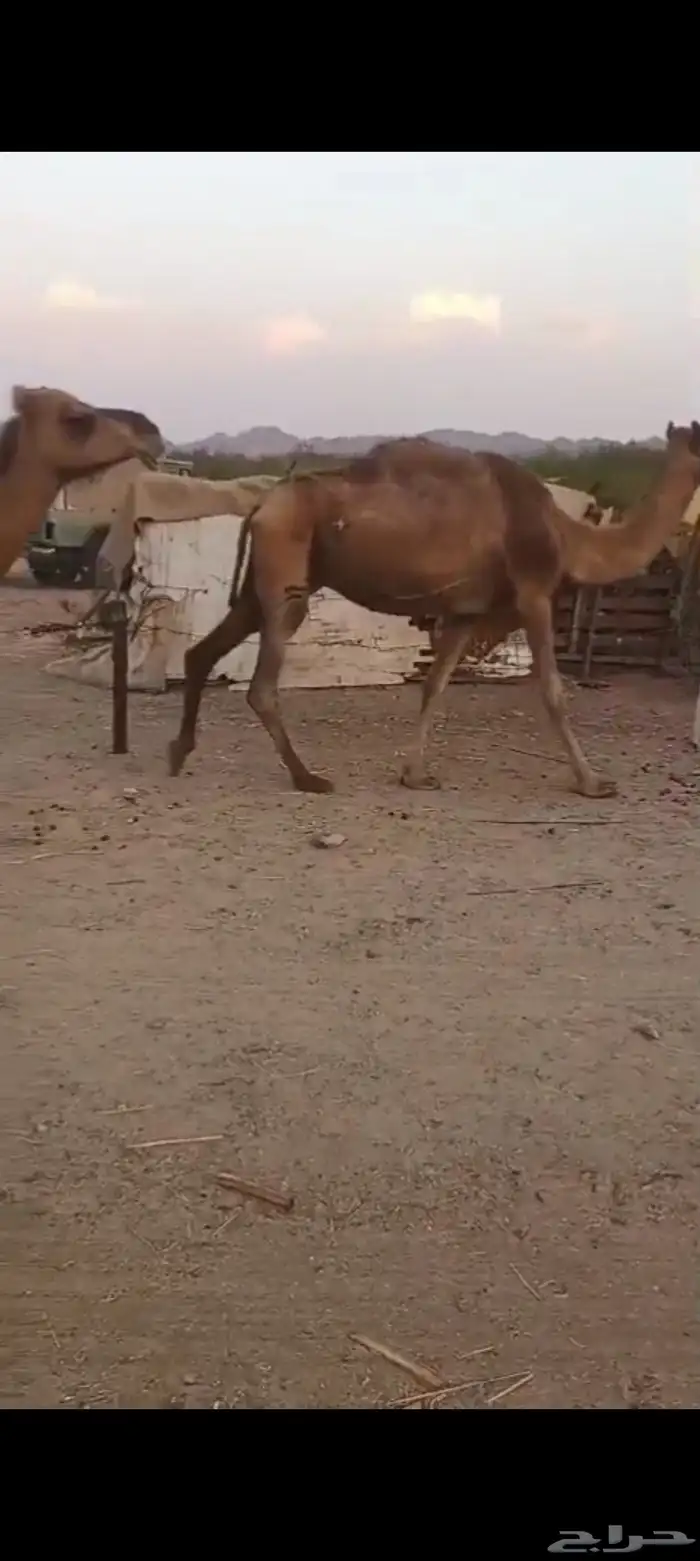 نياق حمر عوادي من 3000 تم البيع 2