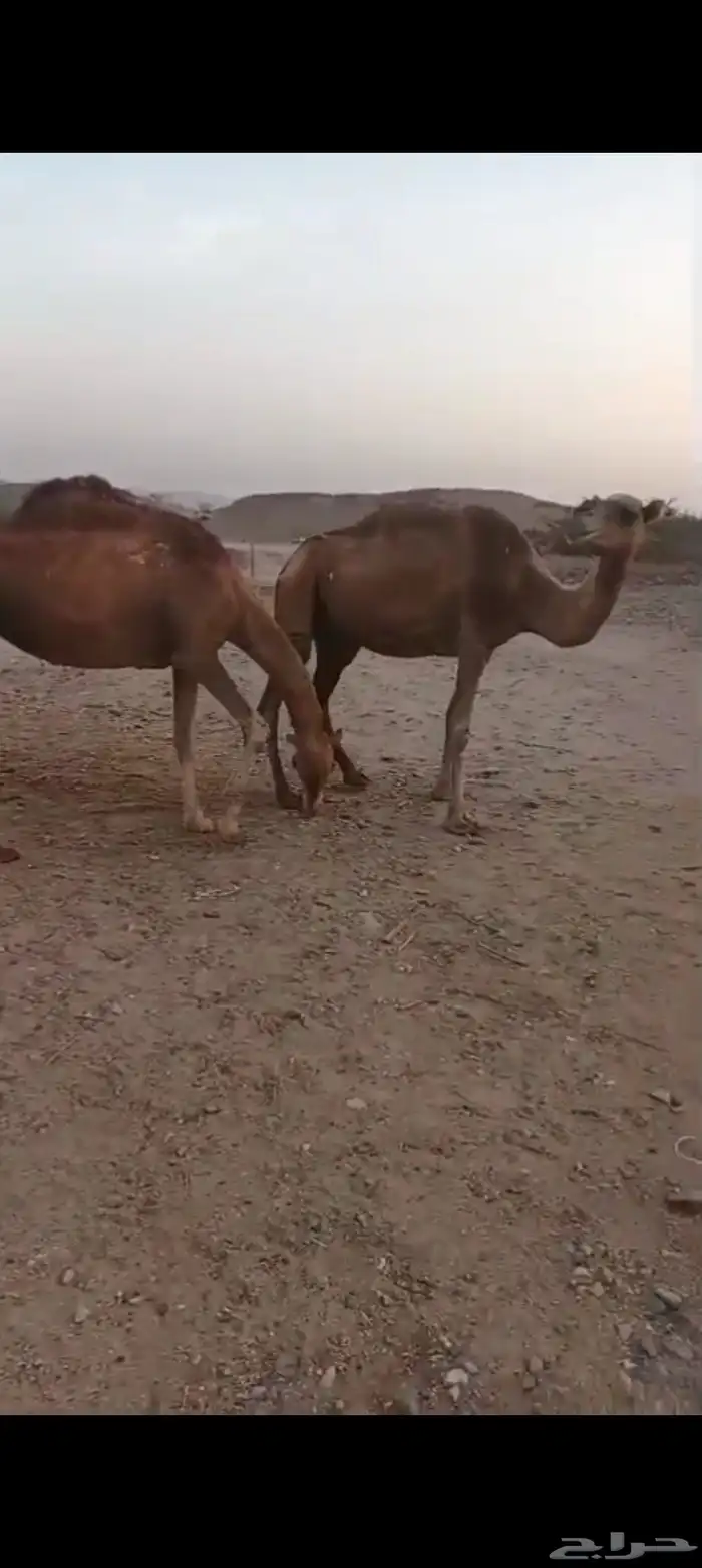 نياق حمر عوادي من 3000 تم البيع 4