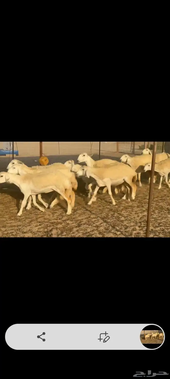غنم حريات رخال جدعات 0