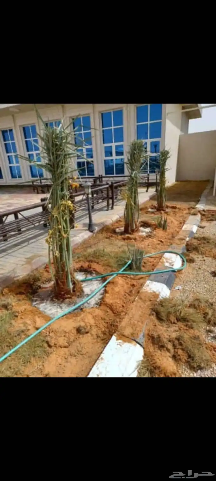 نخيل مثمره للبيع وتوصيل وغرس 4