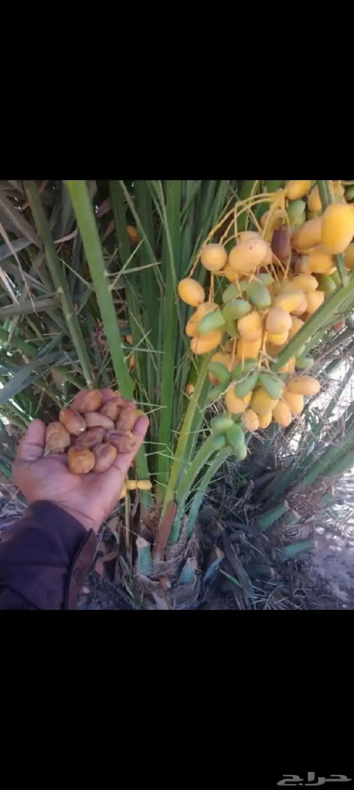 نخيل مثمره للبيع وتوصيل وغرس 5