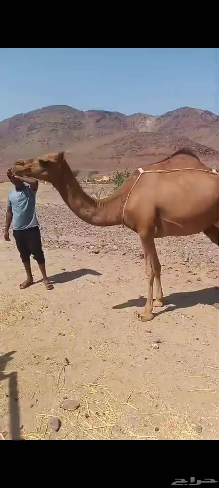 خلفه بكر جذعه تم البيع 3