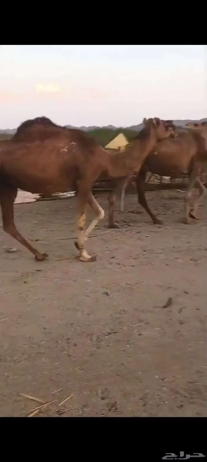 نياق حمر عوادي من 3000 تم البيع 0