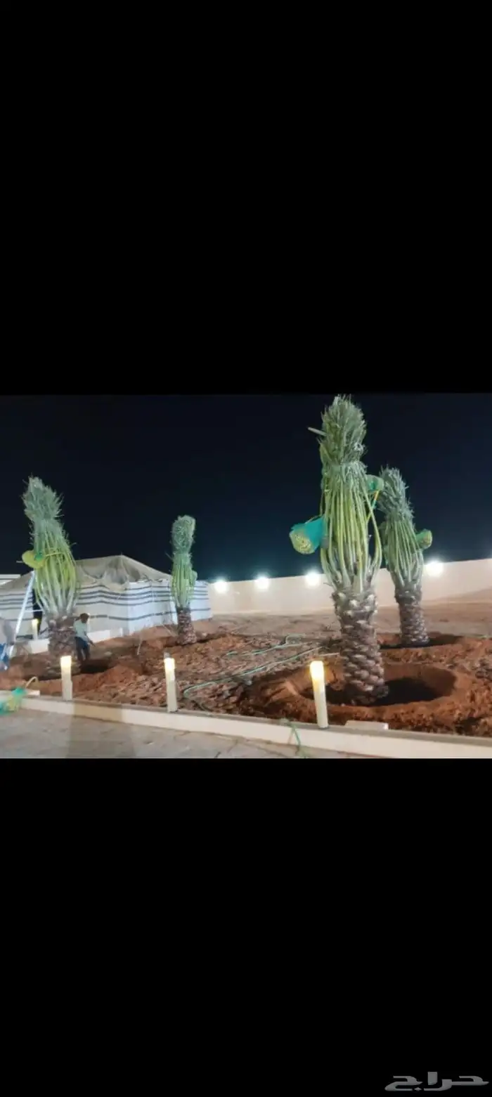 نخيل مثمره للبيع وتوصيل وغرس 8