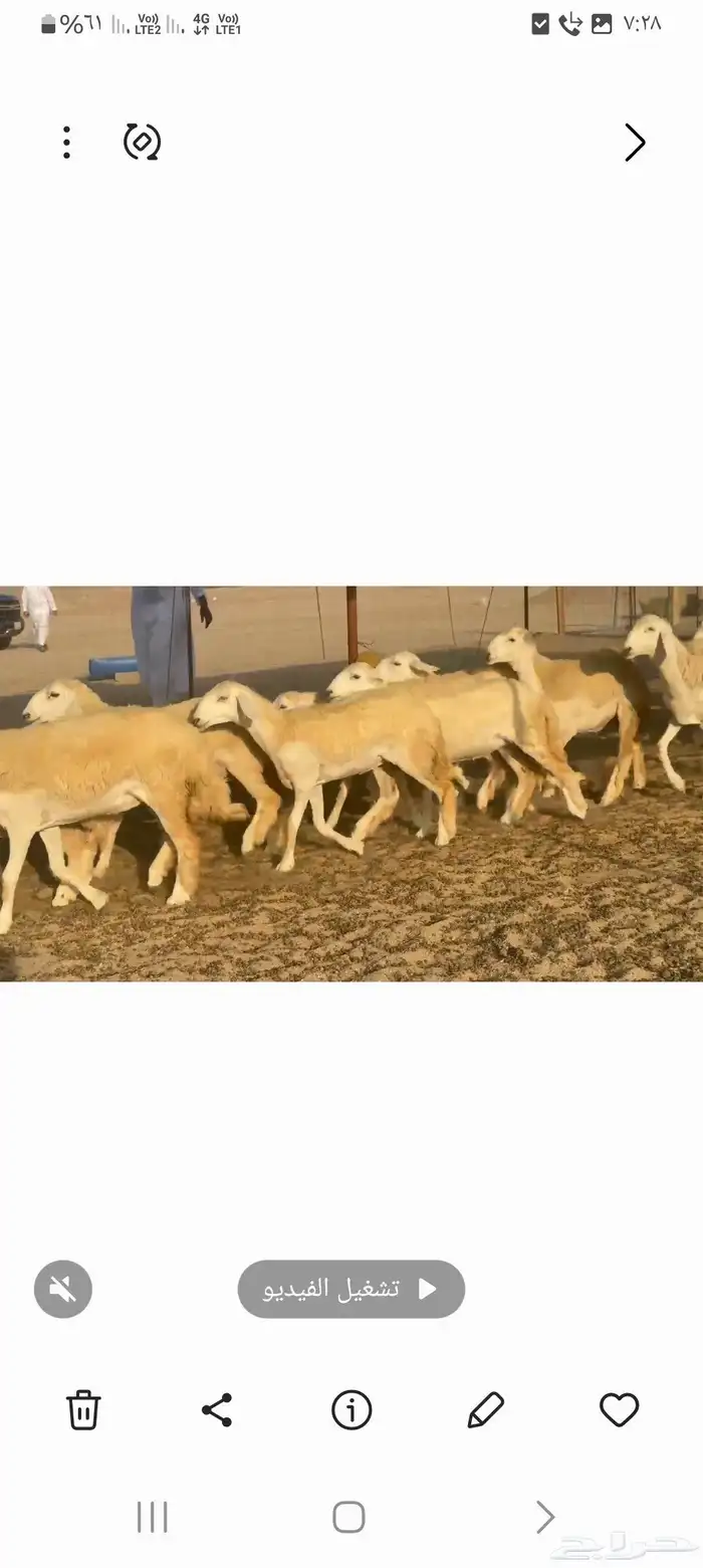 غنم حريات رخال جدعات 8