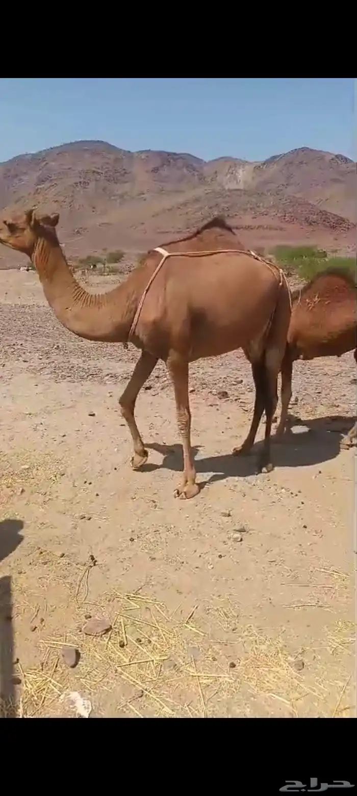 خلفه بكر جذعه تم البيع 0
