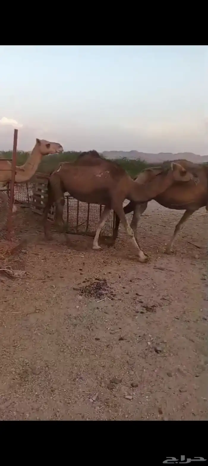 نياق حمر عوادي من 3000 تم البيع 3