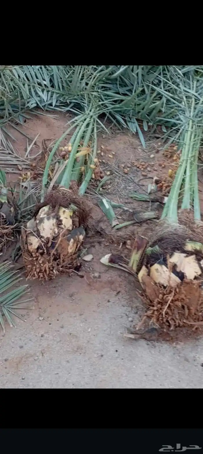 نخيل مثمره للبيع وتوصيل وغرس 0