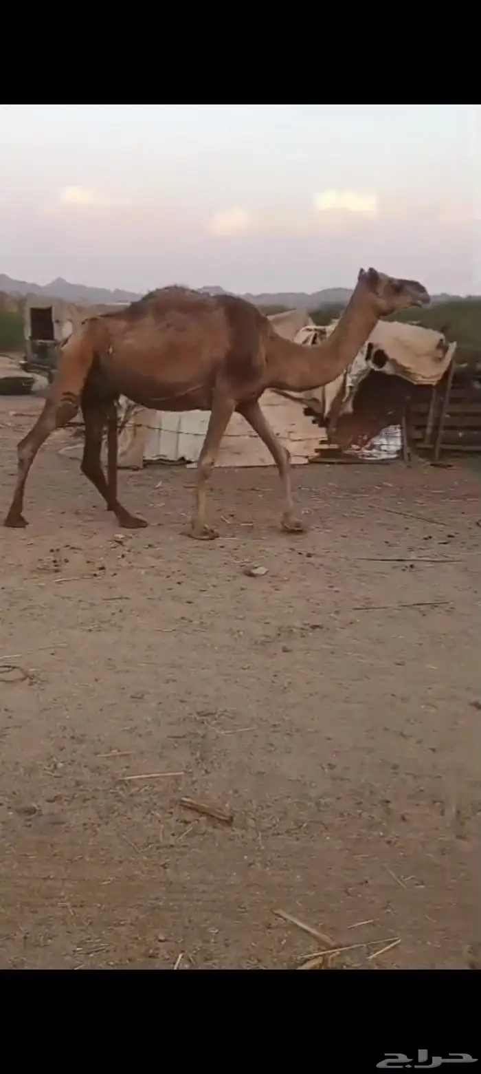 نياق حمر عوادي من 3000 تم البيع 1