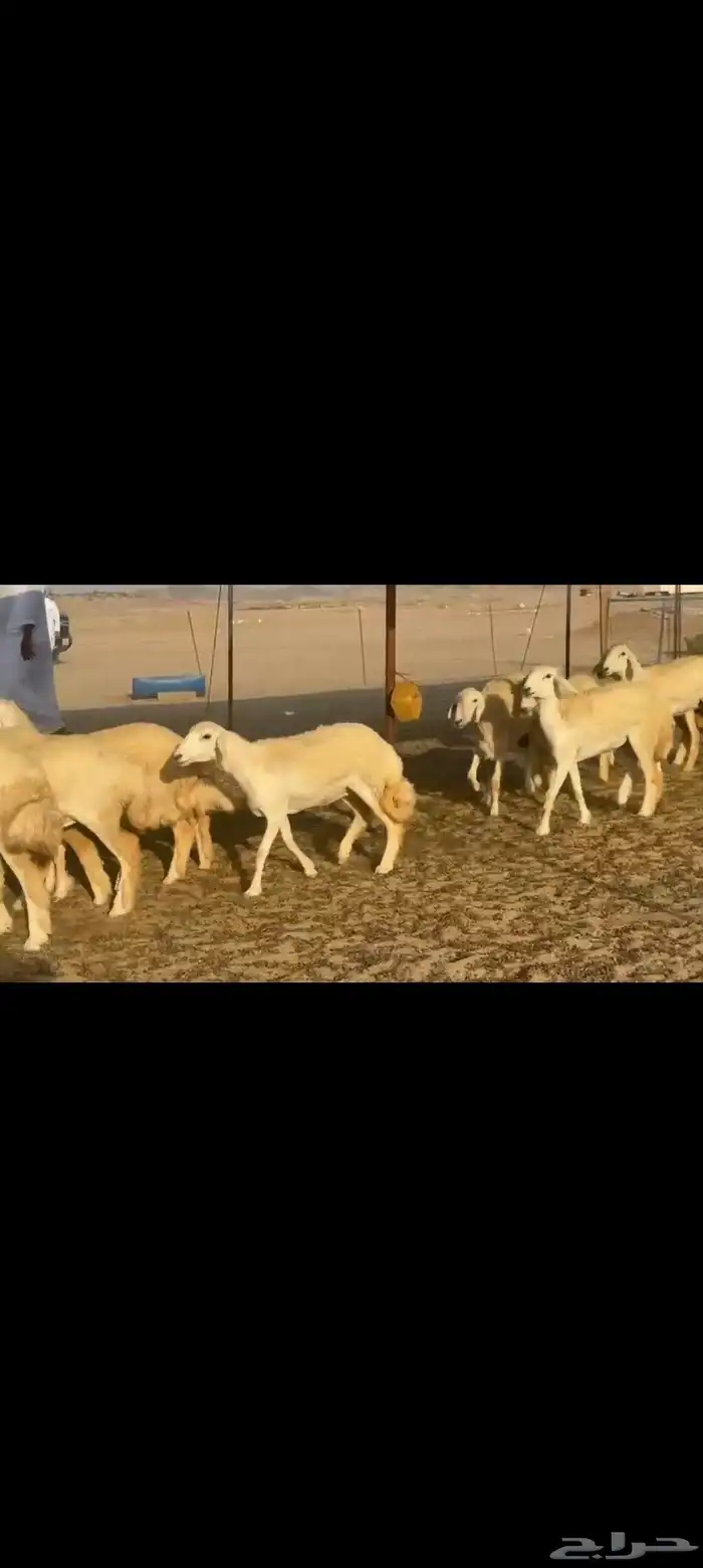 غنم حريات رخال جدعات 4