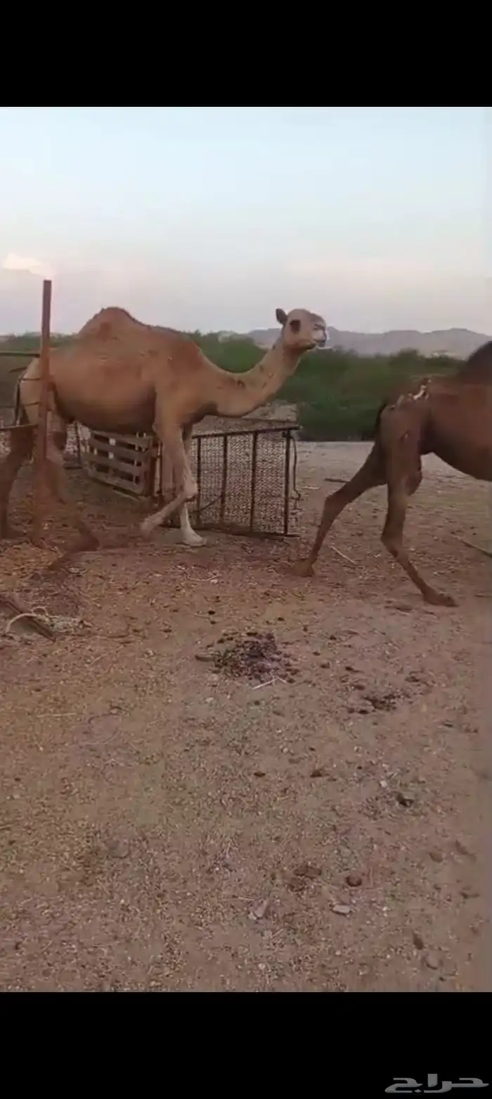 نياق حمر عوادي من 3000 تم البيع 5