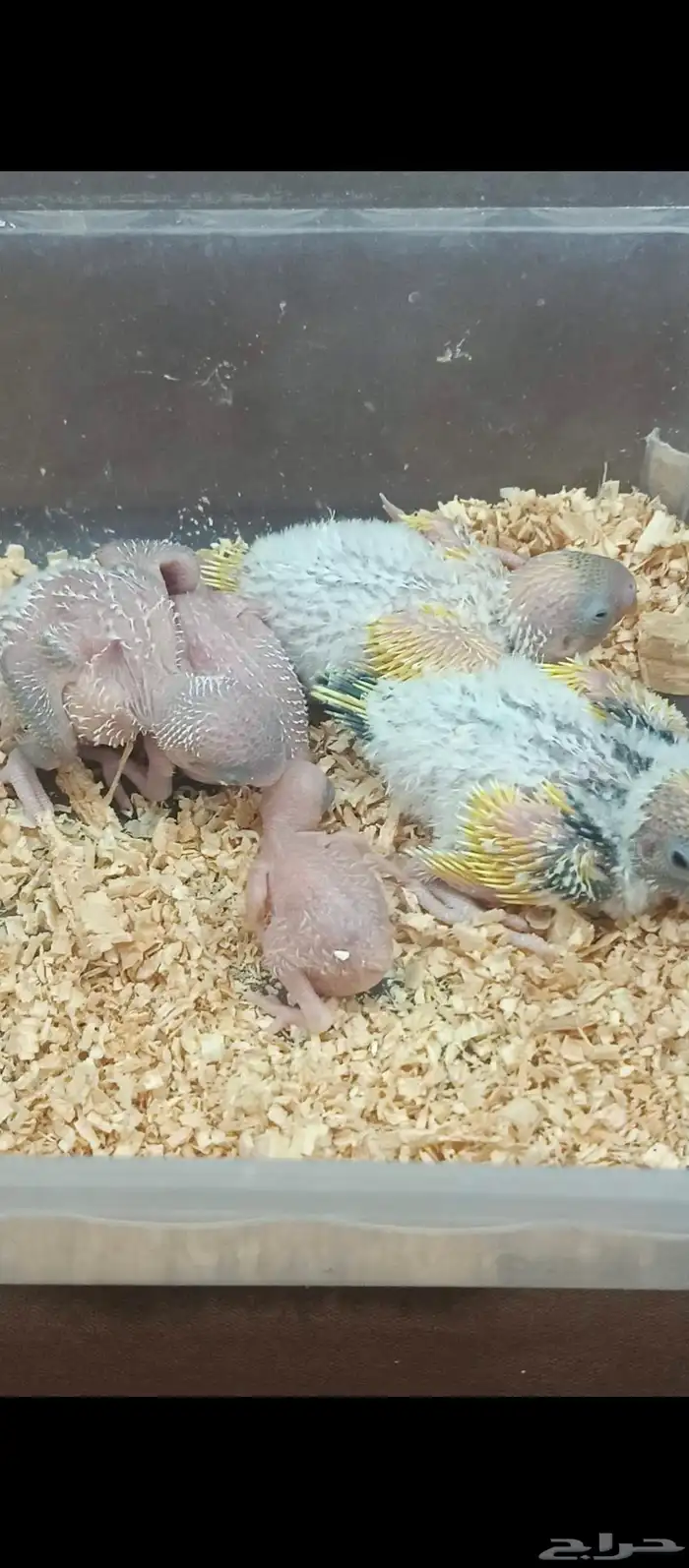 زوج بادجي وفروخه 12